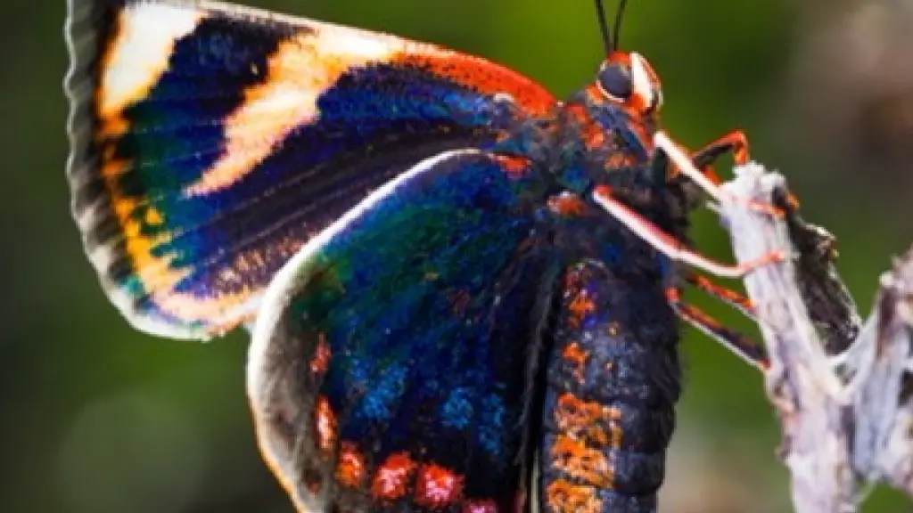 Mariposa del Chagual (Castnia eudesmia, Foto Gerald Poblete) | 