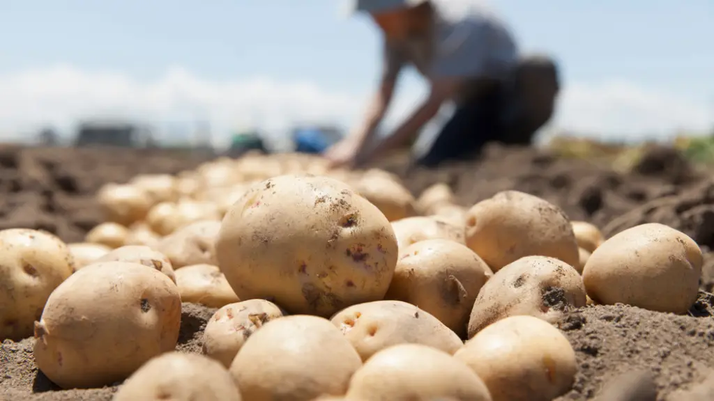 La disminución en la superficie sembrada de papas explicaría el alto precio del tubérculo.