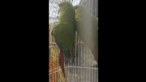 Recuperan dos aves protegidas por ley en Cabrero: Mujer los mantenía en una jaula