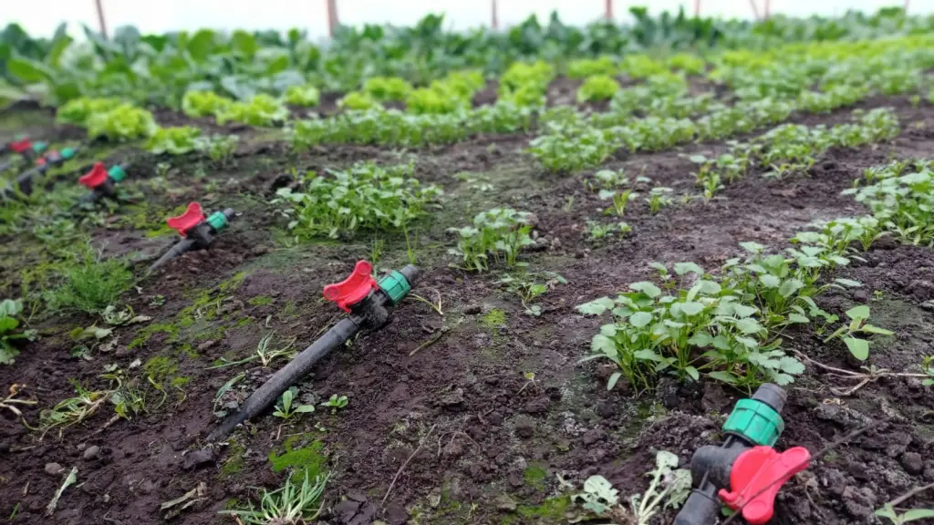 Riego agrícola con energías limpias en Biobío