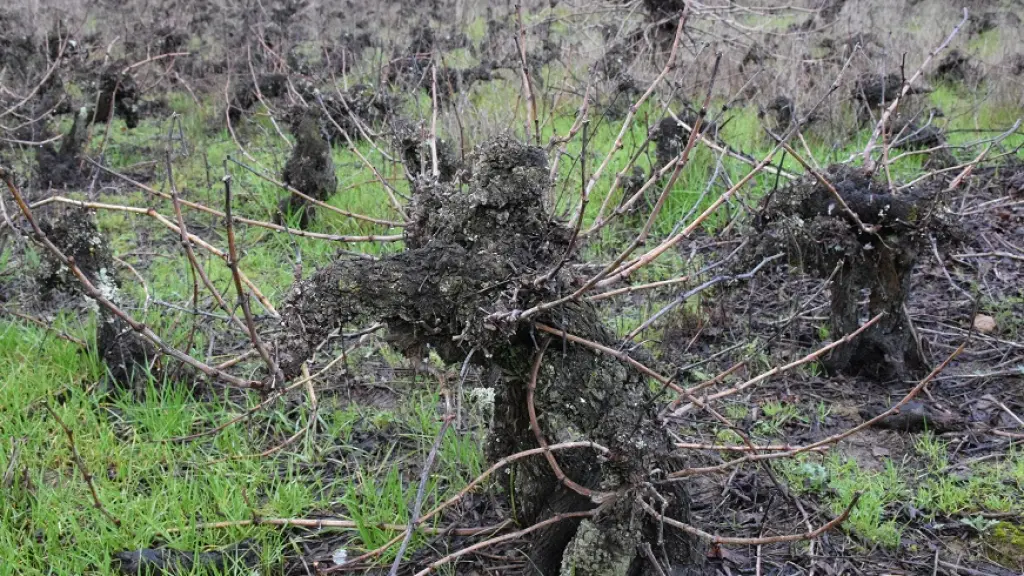 Viñas locales Bío Bío, Fredy Muñoz / La Tribuna