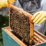 La gravedad de los efectos de las precipitaciones e inundaciones obliga, según los apicultores, a armar una mesa inter-gremial con el Presidente de la República para sortear la crisis.