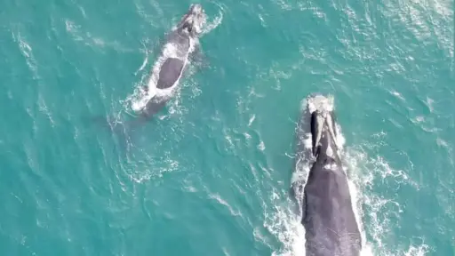 Llaman a respetar medidas de seguridad ante avistamientos de ballenas francas australes en las costas de Chile