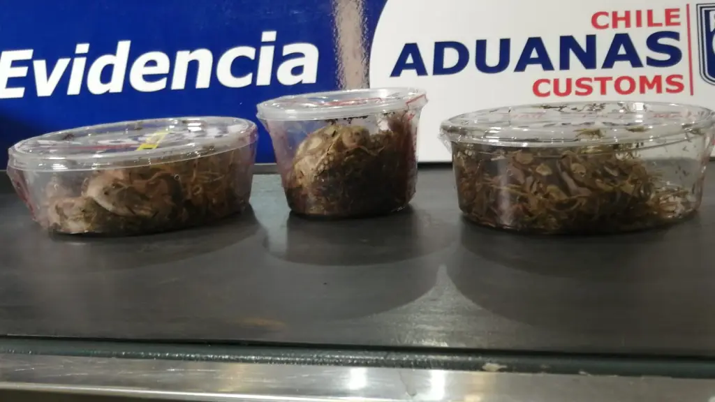 Fiscalización en Aduanas, cedida