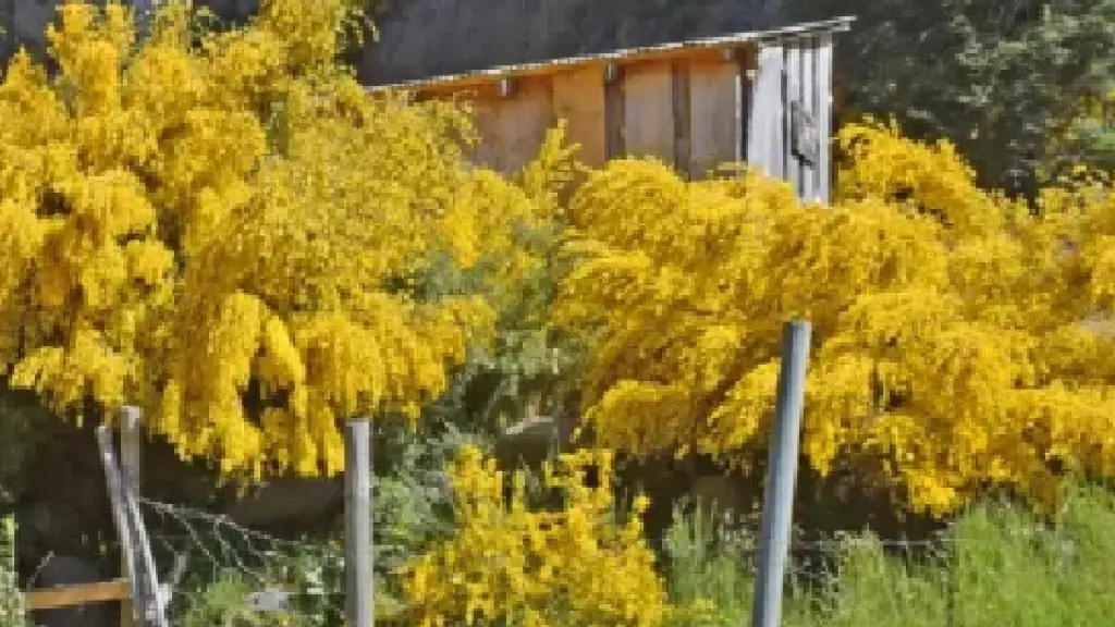 Plagas, Plagas / Archivo La Tribuna