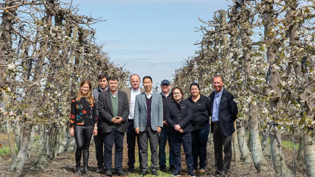 Temporada de cerezas 2023-2024