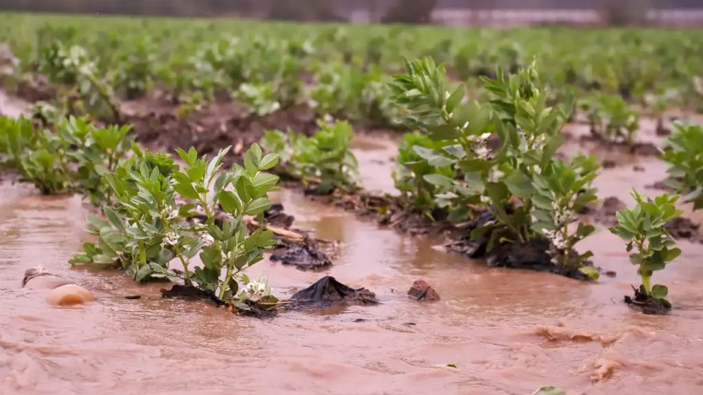 Decreto Emergencia Agrícola por Sistema Frontal