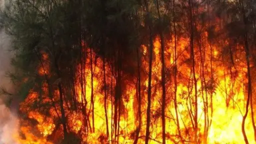 Comprometen recursos para prevenir incendios de vegetación en la región