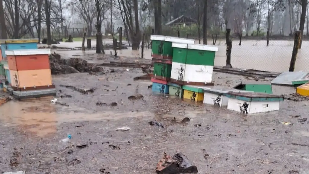 Desde el gremio local de apicultores que trabajan en la comuna de Santa Bárbara recordaron que también en sectores más australes se encuentran en la misma situación de crisis.