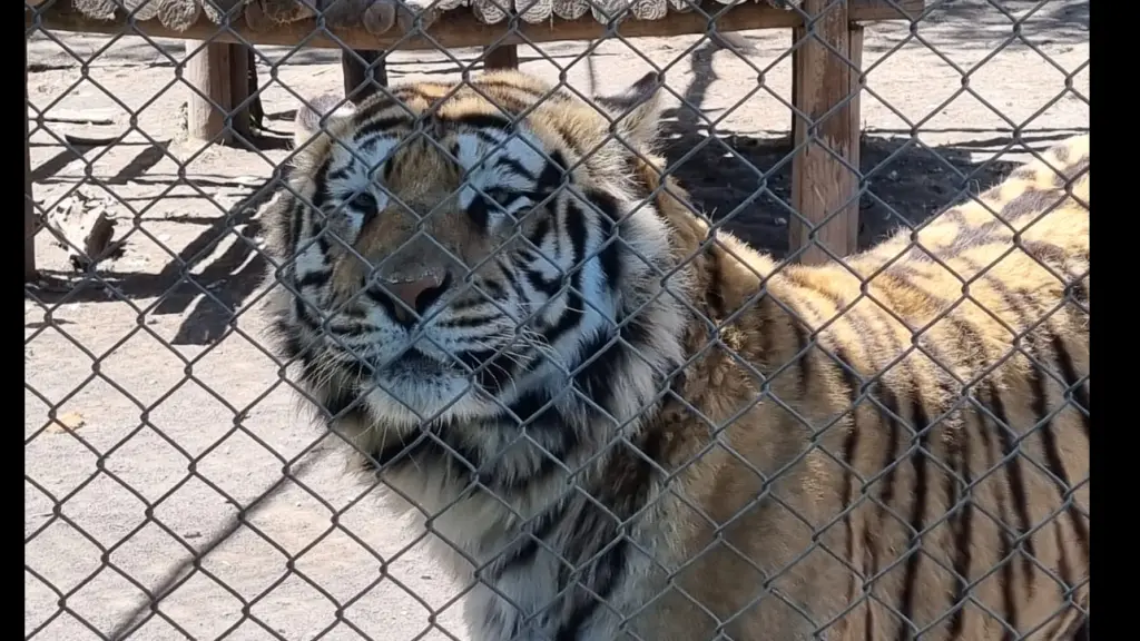 Los tigres del Zoológico Los Ángeles, imagen de esta semana en el recinto., Diario La Tribuna