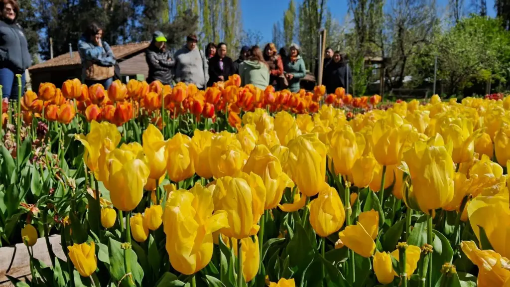 Instan a floristas de Negrete a aprender técnicas para el cultivo de tulipanes