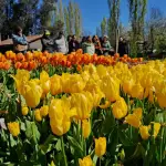Instan a floristas de Negrete a aprender técnicas para el cultivo de tulipanes