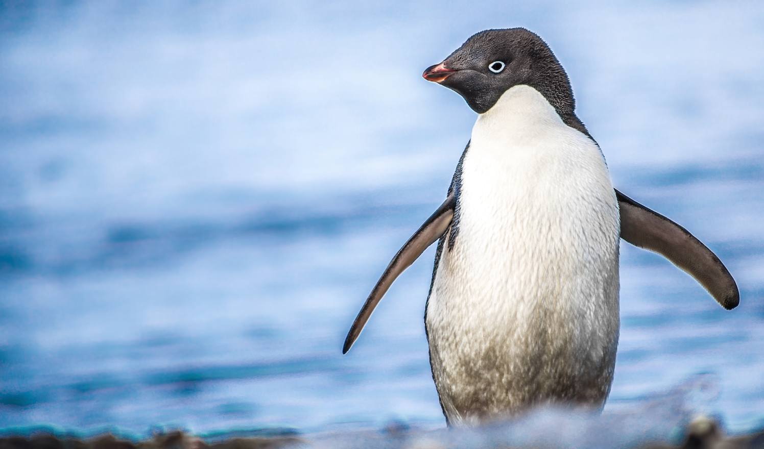 Pingüino de Adelia en península Antártica / Harry_Díaz_INACH