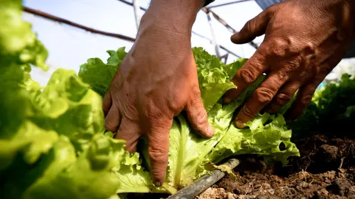 Campesinos del Biobío inician transición agroecológica  con nuevo programa de INDAP