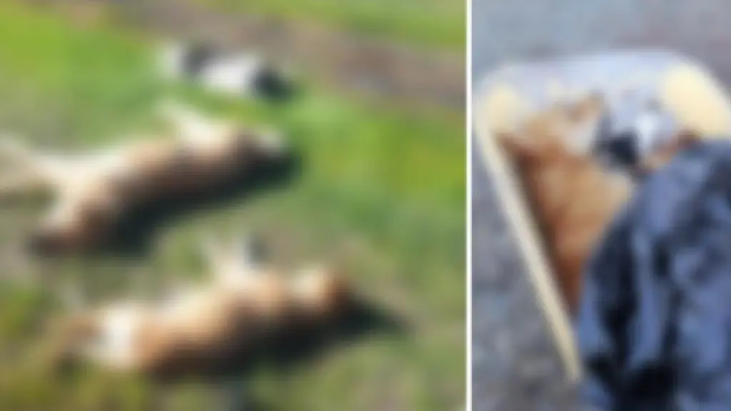 Denuncian matanza de 16 perros callejeros en Fundo La Perla