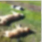 Denuncian matanza de 16 perros callejeros en Fundo La Perla