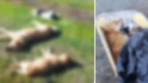 Tenemos pena y rabia: Denuncian matanza de 16 perros callejeros en Fundo La Perla