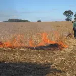 Quemas agrícolas, Conaf