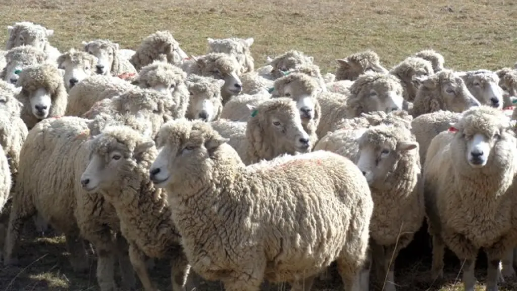 Entre los desafíos observados sectorialmente a nivel gremial, está lograr un cambio cultural en Chile y hacer que el cordero se consuma no solo durante las fiestas.