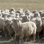 Entre los desafíos observados sectorialmente a nivel gremial, está lograr un cambio cultural en Chile y hacer que el cordero se consuma no solo durante las fiestas.