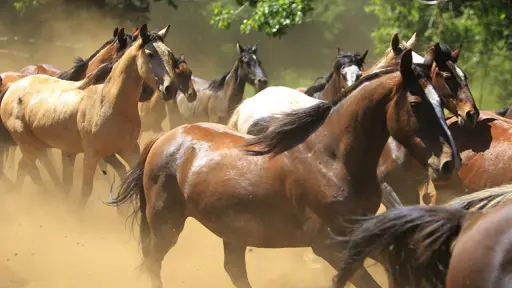 Buscan que caballo chileno sea declarado patrimonio cultural 