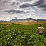 Chile aún se encuentra realizando un recambio en las variedades de productos que les permita obtener mejores rendimientos y a paso lento, a diferencia de Perú.