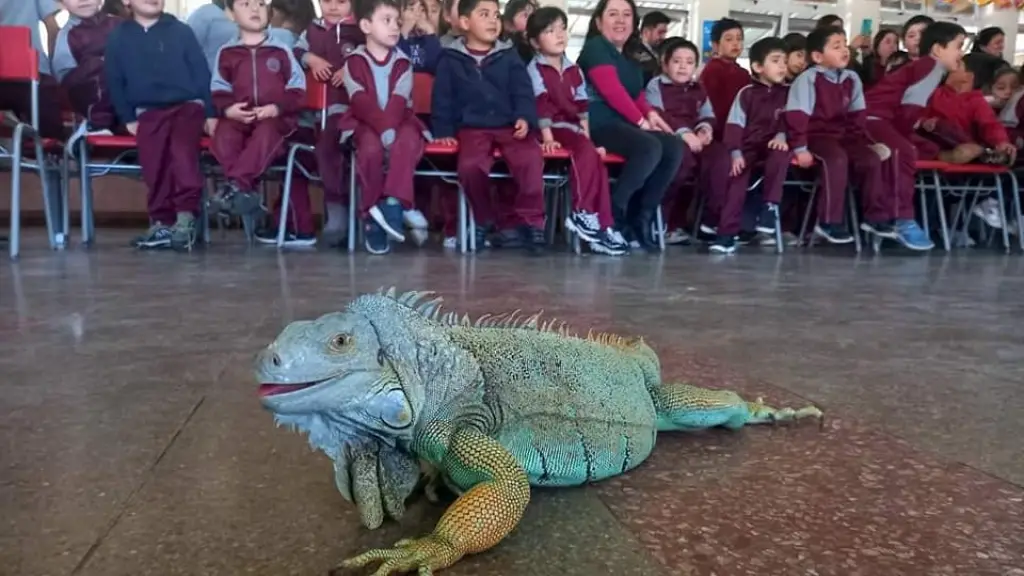 Iguana  | Municipalidad de Nacimiento