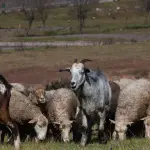 A su ingreso al país, los pequeños rumiantes deberán dirigirse directamente a la planta faenadora y pasar las inspecciones ante y post-mortem regulares del SAG.