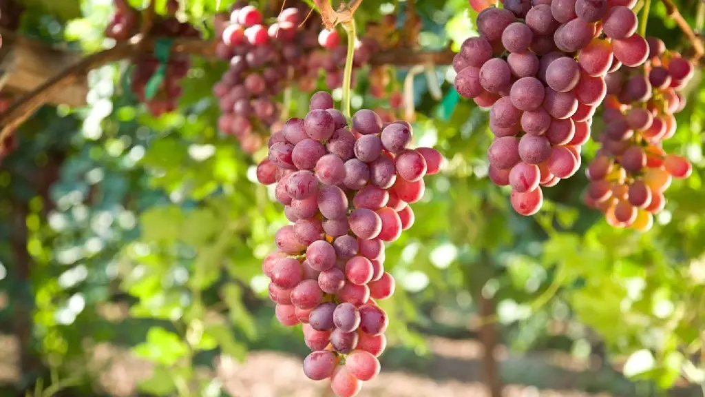 Exportación de uvas Chile.