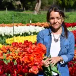 Proceso de floración tulipanes, Diario La Tribuna