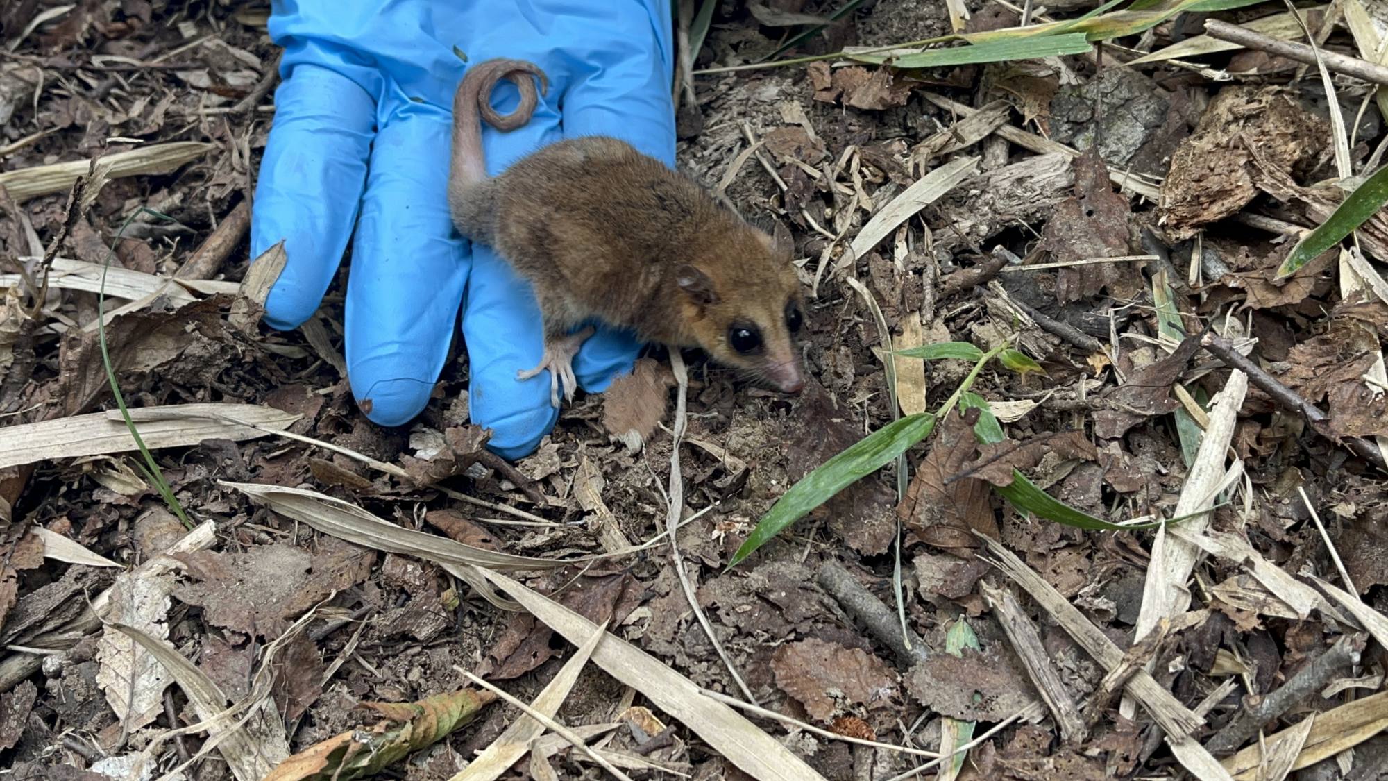 Monitos Del Monte Son Devueltos A Su Hábitat Natural En Biobío La Tribuna