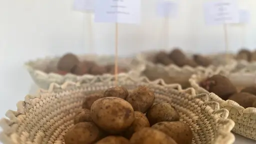Productores de semilla de papa de la provincia de Arauco participan en Seminario sobre certificación