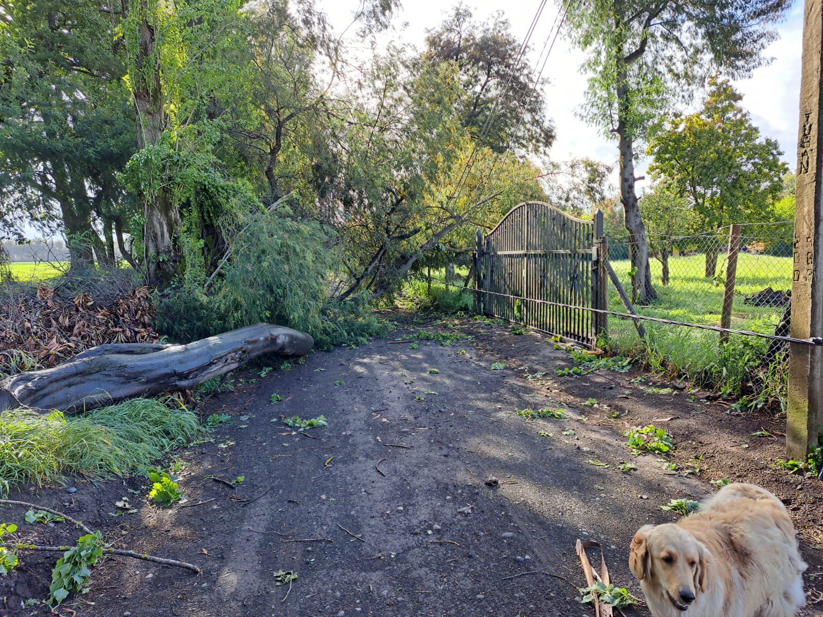 Caídas de árboles en Pata de Gallina, Los Ángeles. / X | @diegoortegaCL