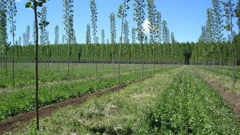 La agroforestería significa la combinación de árboles, agricultura o ganadería en un mismo predio, modelo factible de aplicar en suelos con menor pendiente que los terrenos forestales actuales.