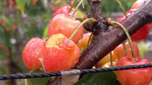 Lluvias de primavera obligan a productores a tomar medidas para evitar daños en frutas