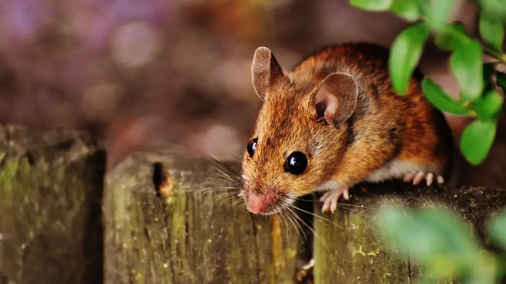ratón, roedor, linda, Pixabay