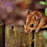 ratón, roedor, linda, Pixabay