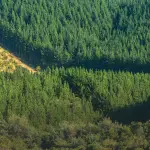 La falta de certezas con las que opera el sector forestal ha disminuido la inversión puesta en él y empujados esos capitales a otros países.