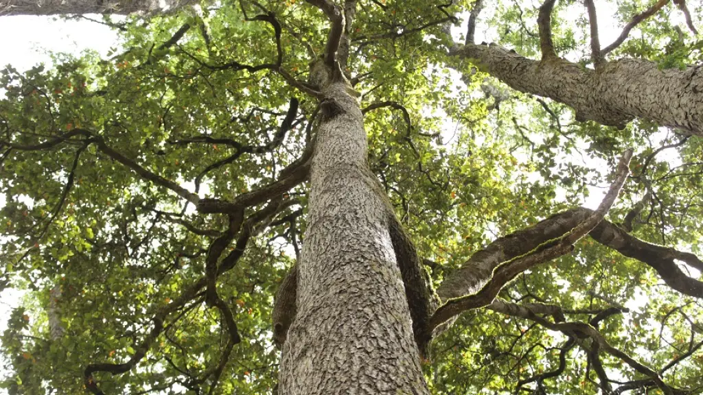 Bosques Sustentables Chile.