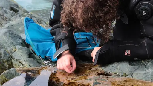 Científico chileno descubre cuatro nuevas especies de caracoles marinos subantárticos en el estrecho de Magallanes