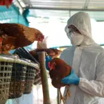 La bioseguridad abarca el aislamiento de las aves productivas de las silvestres, junto con el cuidado de los trabajadores del sector de tomar las medidas necesarias para no traspasar el virus.