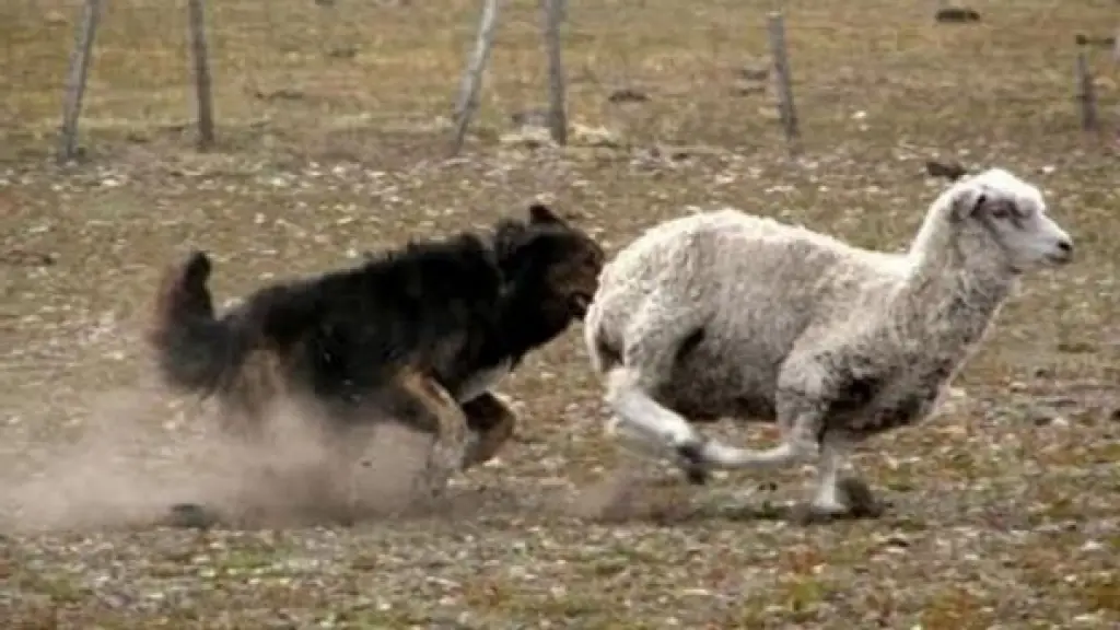 Los perros atacan tanto al ganado bovino u ovino, así como a la fauna nativa de los territorios que habitan y que posteriormente depredan y cazan.