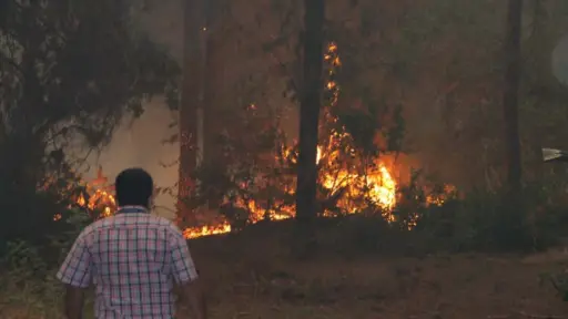 Llamaron a reflexionar sobre los incendios forestales en Biobío