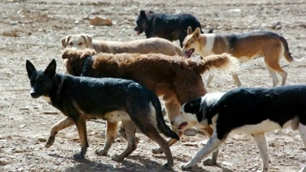 Una iniciativa legal que busca declarar a los perros asilvestrados como una especie exótica invasora permitiría un mejor control de estos por parte de la autoridad sanitaria.