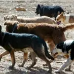 Una iniciativa legal que busca declarar a los perros asilvestrados como una especie exótica invasora permitiría un mejor control de estos por parte de la autoridad sanitaria.