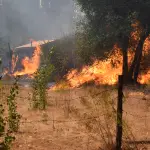 Incendios forestales , La Tribuna