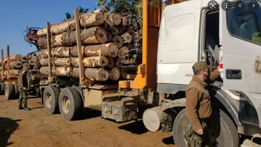 Contratistas forestales destacaron eficacia de Ley de Robo de Madera: delitos cayeron más de un 80% 