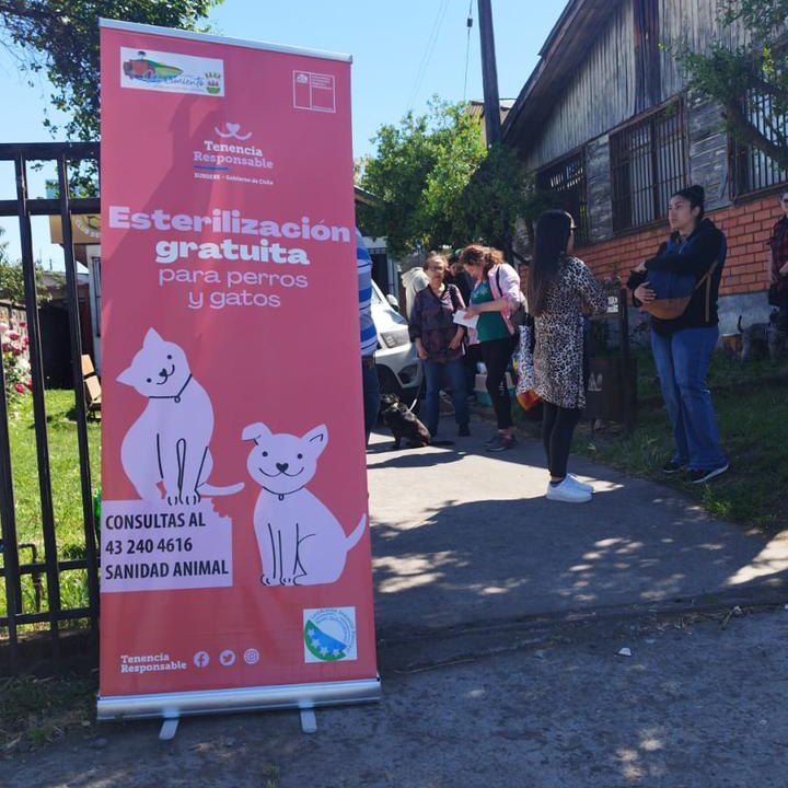 campaña de esterilizaciones de perros y gatos / Municipalidad de Nacimiento