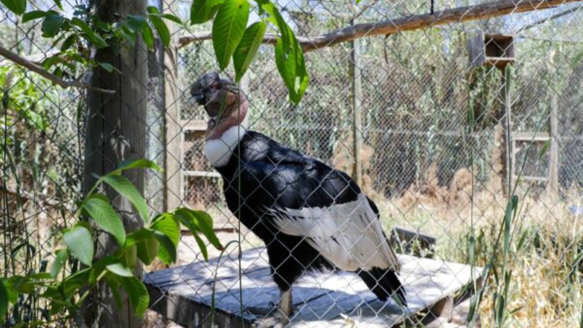 Entregarán Fondos Para Centros De Rescate Y Rehabilitación De Fauna ...