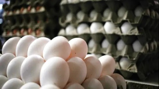 Productores de huevos solicitan respaldo ante posibles brotes de influenza aviar